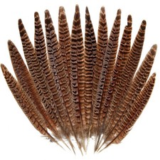 Natural Female Ringneck Pheasant Tail Feathers 12-14in DIY Wedding Decor picture