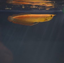Albino Banana Arowana 7-8in picture