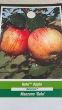 GALA  APPLE Fruit Tree Plant Live Trees Juicy Fresh Apples Home Garden Orchard picture