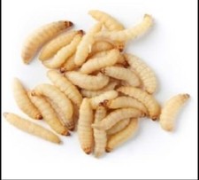 Live Wax worms Qty:250 to 1000 Feeding Reptiles/Fishing USPSFree Shipping/Fedex picture