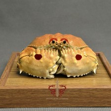 Crab specimen Calappa philargius, museum-quality taxidermy & display box picture