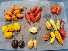 Fresh HABANERO Peppers Hot Peppers Organically Grown in Tennessee picture