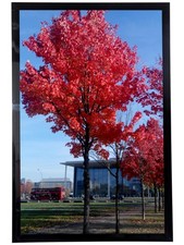 Medog 11x17 Picture Frame in Black, Display pictures 11x17, 1P Black  picture