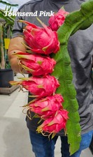 ROOTED Dragon Fruit Plants  (12 to 16 inches long) 25 Plus Varieties picture