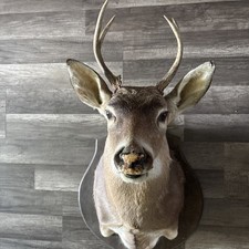 5 Point White tail Deer Mount Taxidermy Buck Head Wall Mount -nice picture