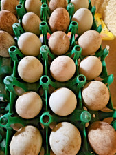 TEN (10) Fresh Fertile Mallard Duck  Eggs for hatching picture