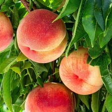 Multi-Fruit Peach Tree Live Plant Potted Fruit Garden Home Orchard picture