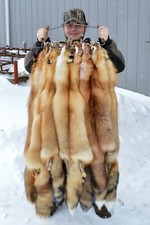 Tanned Red Fox  Winter “Heavy Fur” Western - Premium Grade picture