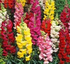 SNAPDRAGON FLOWER SEEDS 5000+ beautiful TALL MIXED COLORS GARDEN  picture