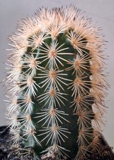 RARE Echinocereus reichenbachii subsp. fitchii –Fitch's Rainbow Hedgehog Cactus picture