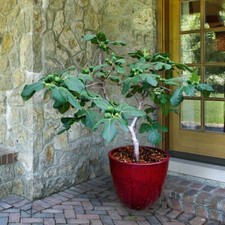 Fignomenal Dwarf Fig Tree – Dwarf Fig Plant – Self Fertile picture
