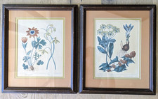 Pair 1805 Hand Colored Botanical Engravings Sydenham Edwards Framed Prints picture