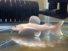 Phantom Red Tail Catfish 4-5 Inch Live Freshwater Fish Aquarium Rare XL picture