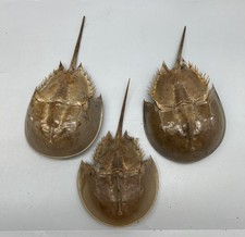 1PC Dried Molted Horseshoe Crab Shells - 6