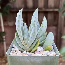 Aloe marlothii, Mountain tree Aloe Succulent Plants Seed Grown picture