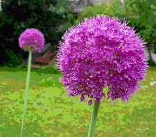20+ RARE HUGE PURPLE ALLIUM SENSATION 4-6