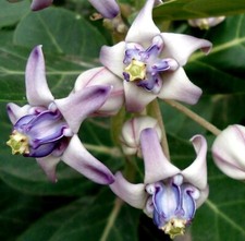 Calotropis gigantea | Giant Milkweed | Crown Flower | Swallow Wort | 20_Seeds picture