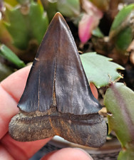Big Mako Fossil Shark Tooth picture