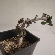 Boswellia nana Seed Grown Rare Caudex Frankincense Live Plant Exact Plant picture