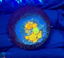 WYSIWYG WWC OG Bounce Mushroom picture