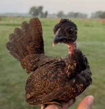✨ 6+ Kikiriki Hatching Eggs ✨  NPIP Certified • Dedicated Breeding Flocks picture