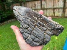 Texas Petrified Wood 9” Tropical Hardwood Bark Brazos County Manning Formation picture