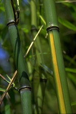 Yellow Groove Bamboo Cold Hardy Zone 5 Rhizome 9 Inch 1 Ct. picture