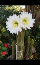 Echinopsis spachiana Golden Torch Cactus 20