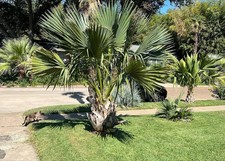 Sabal louisiana Palm Tree – Texas Tough Cold Hardy Palm Zone 6–7 – Rare Trunking picture