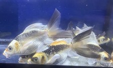 LIVE TROPICAL Fish- Panda Butterfly short body   koi 4-4.25 Inch Juv picture