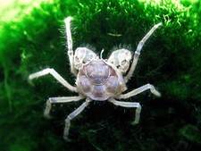 Thai Micro Crabs (Limnopilos naiyanetri) picture