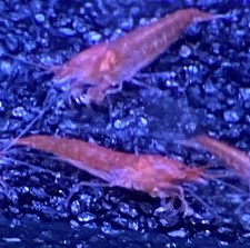 25+5 Opae Ula | Halocaridina rubra | Volcano Red Shrimp picture