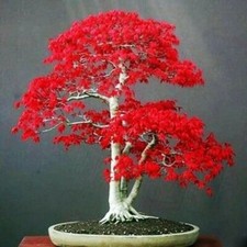 20 Seeds Japanese Red Maple Tree Bonsai Rare plant for home garden picture