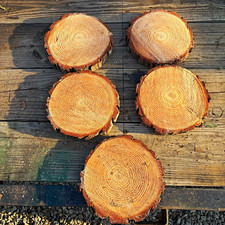 Unique Unfinished Natural Pine 10 to 12”x1” w/ Bark Edge, Lot of 5 picture