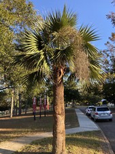 Sabal sp. 'DeFuniak Springs' Seeds - An Unusual, Unidentified Sabal Palm picture