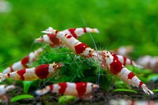 CRS CRYSTAL RED Caridina Shrimp 10+ Freshwater USA SELLER  picture