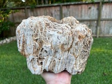 Texas Petrified Fossil Wood 8