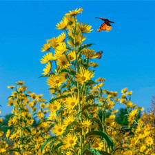 300+ Maximilian Sunflower Flower Seeds | Perennial Flowers Non-GMO Garden Seeds picture