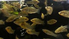 breeding pair humpback limia livebearer picture