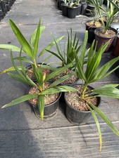 Trachycarpus Nanus x Fortunei Hybrid – 1 Gallon – Rare Cold Hardy Windmill Palm picture