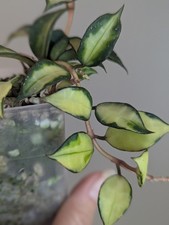 Hoya Lacunosa ‘Souma' variegated Exact Plant in 2.5” Pot picture