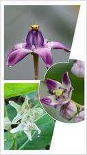 25 Mixed Seeds White & Purple Calotropis Gigantea & Crown Procera Milkweed Giant picture