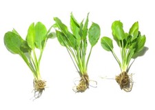 3x Amazon Sword Echinodorus Bleheri Easy Live Aquatic Plants picture