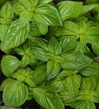 Genovese Basil Herb Seeds, NON-GMO, Heirloom, Variety Sizes,  picture