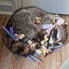 Raccoon Lifesize Taxidermy Mount | Sweet Real Raccoon Sleeping with Faux Flowers picture