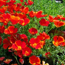 Red Chief California Poppy Seeds | Heirloom / Non-GMO |  | 1229 picture