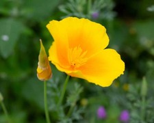 100 GOLDEN WEST YELLOW POPPY SEEDS | 2027 SALE  NON GMO HEIRLOOM picture