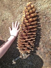 10 Giant Sugar Pine Tree Seeds for Planting Produces Largest Pine Cones on Earth picture