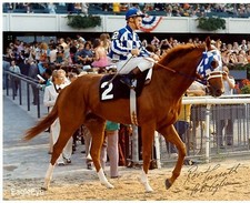 SECRETARIAT 8 X 10 PHOTO ~ HORSE RACING PICTURE Belmont Triple Crown picture