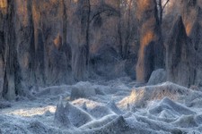 Unique forest in Turin, Italy. picture